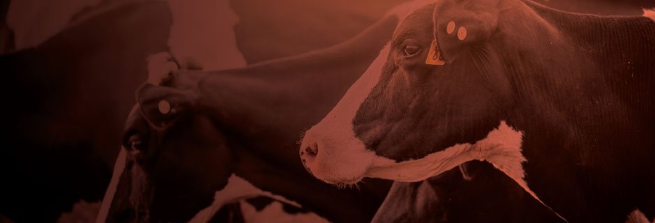 Research and Development Tax Incentives for the Dairy Farming Industry