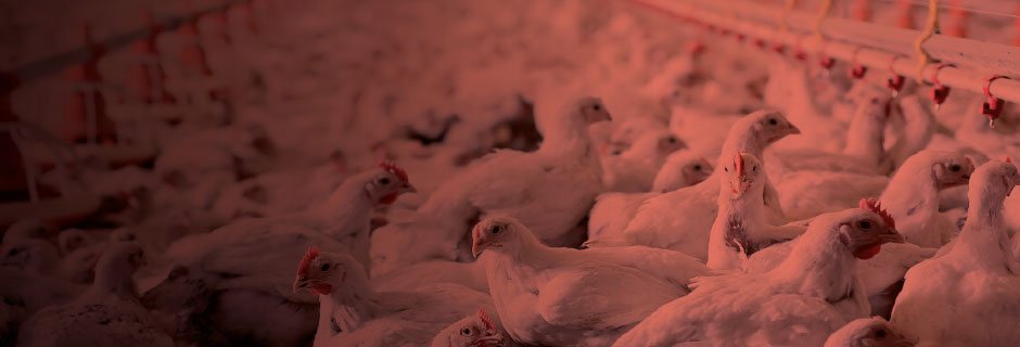 Research and Development Tax Incentives for the Poultry Industry