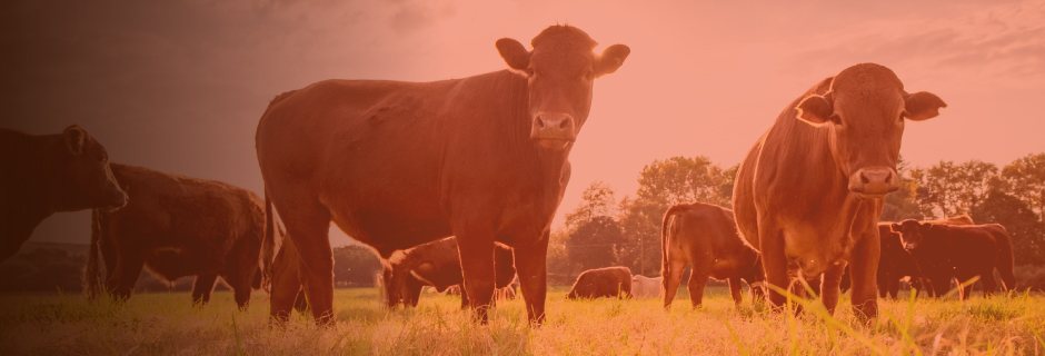 Research and Development Tax Incentives for the Cattle Industry
