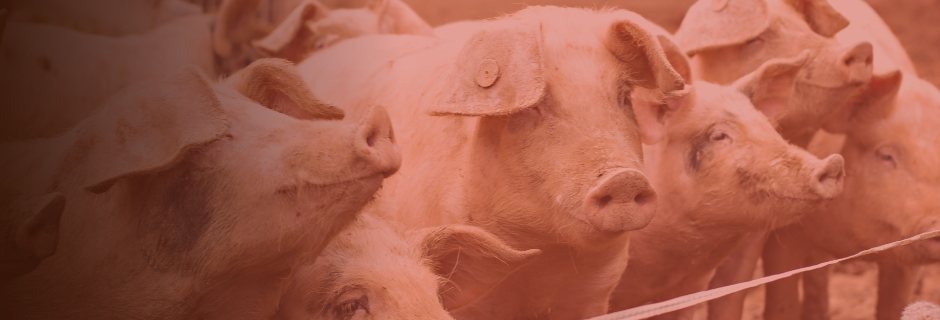 Research and Development Tax Incentives for the Pork Production Industry