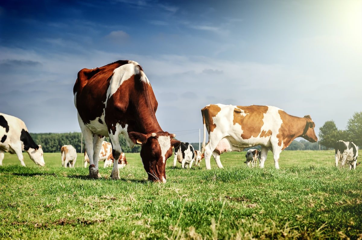 How Animal Producers Qualify for R&D alliantgroup